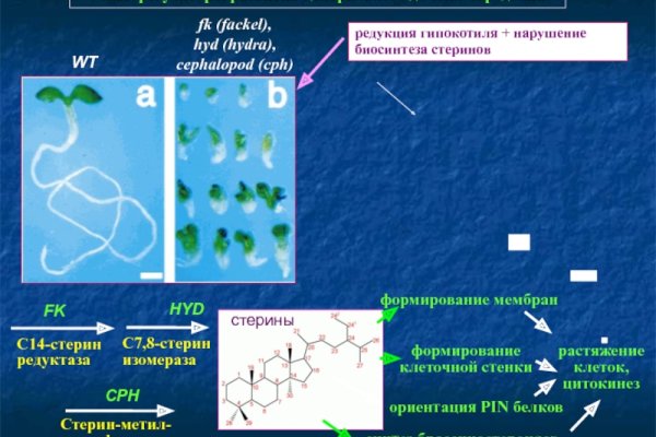 Кракен 17 рабочая ссылка