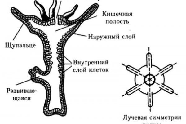 Зайти на кракен